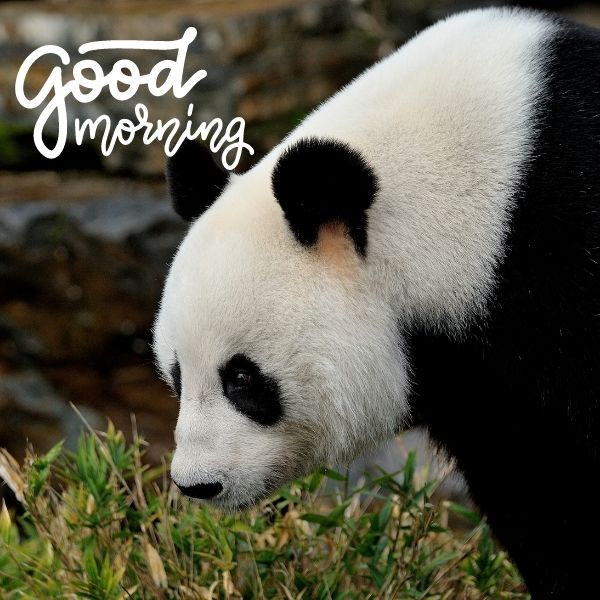 Best Good Morning Panda Pic