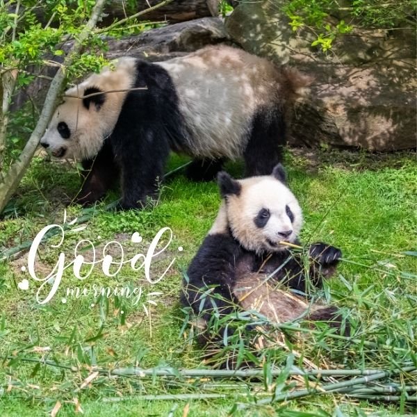 Best Good Morning Panda Picture