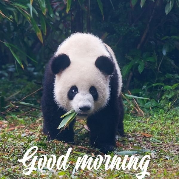 Best Good Morning Panda