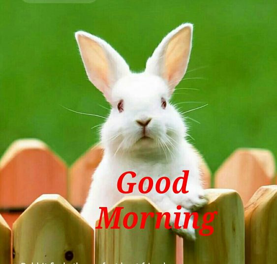 Best Good Morning Rabbit