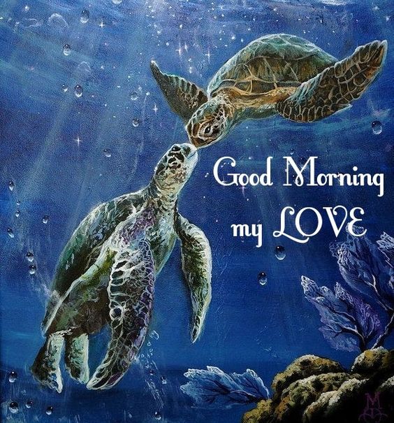 Best Good Morning Turtle My Love