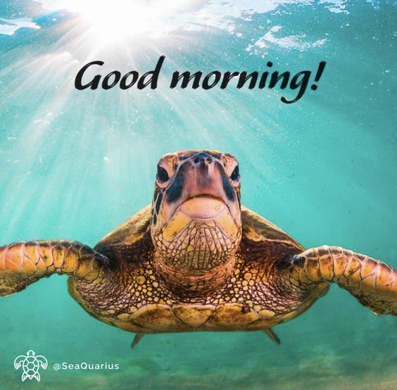 Best Good Morning Turtle