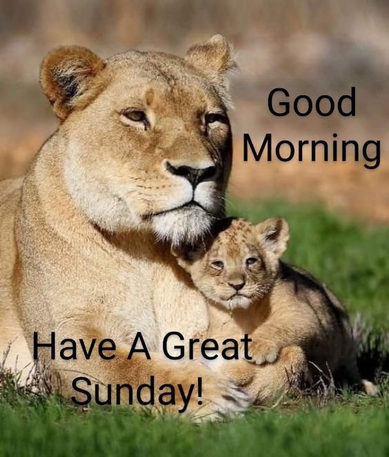 Best Lion Good Morning Have A Great Sunday