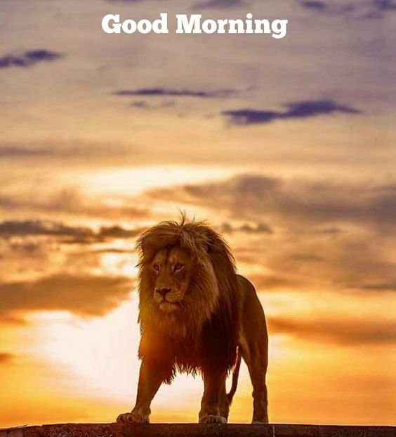 Best Lion Good Morning Image