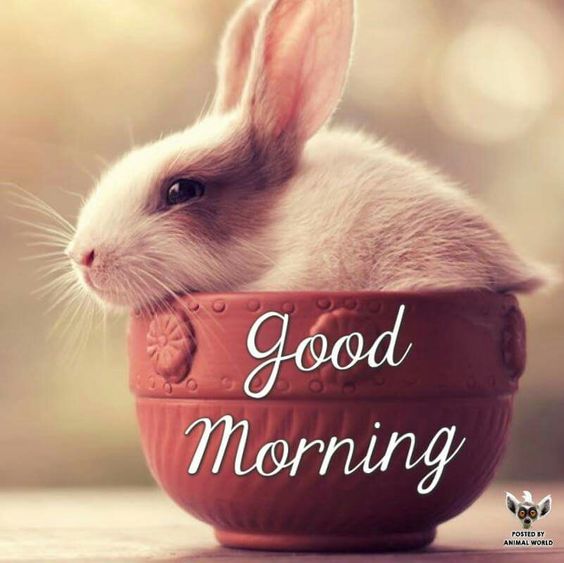 Best Morning Beautiful Rabbit