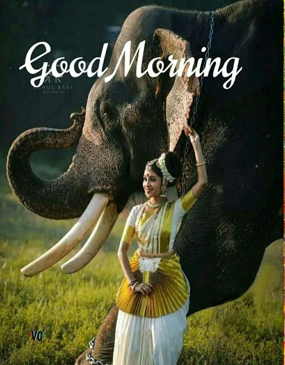 Best Morning Elephant Dancer Image