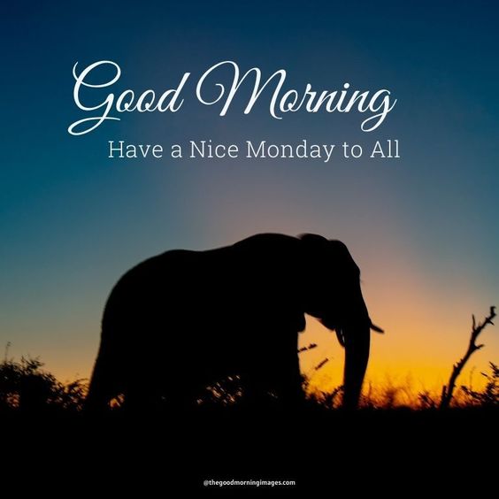 Best Morning Elephant Have A Nice Monday To All