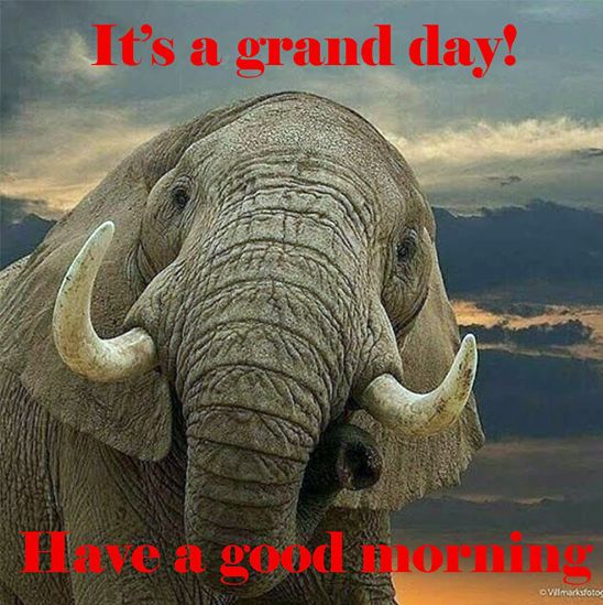 Best Morning Elephant Its A Grand Day