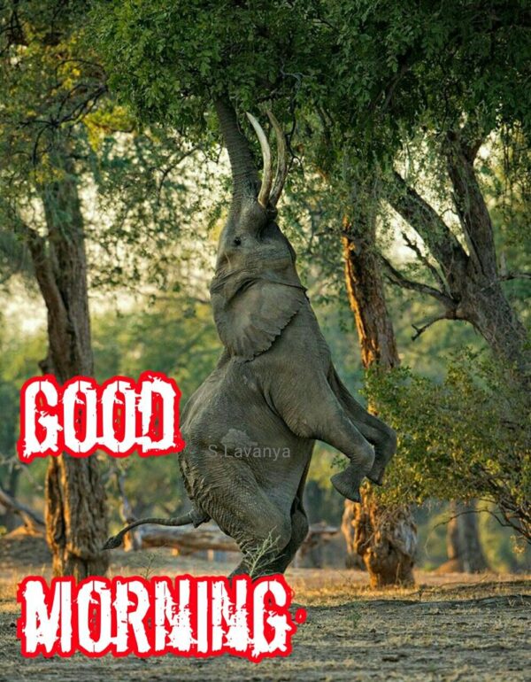 Best Morning Elephant Images