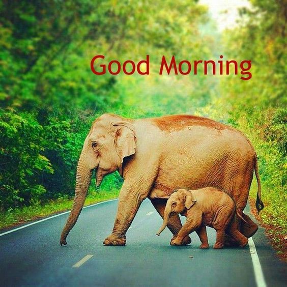 Best Morning Elephant Photo