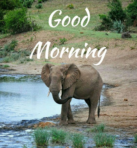 Best Morning Elephant Picture