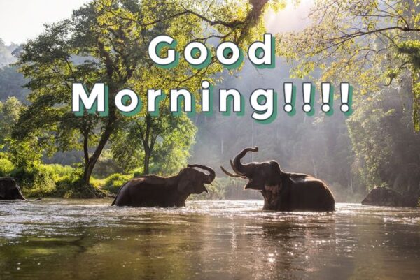 Best Morning Elephant Pictures