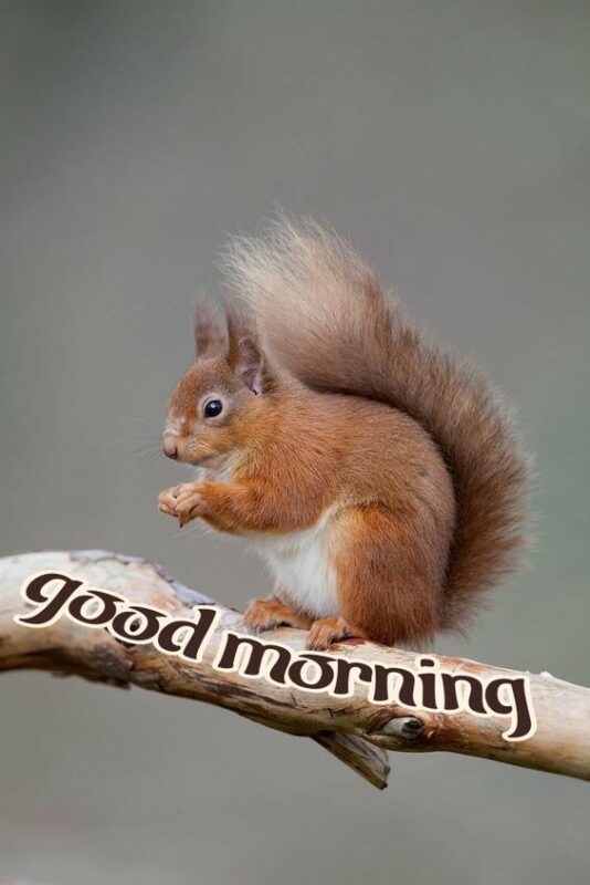 Best Squirrel Good Morning Image