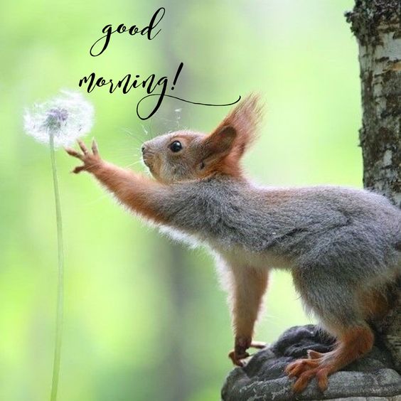 Best Squirrel Good Morning Pic