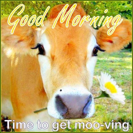 Cow Good Morning Time To Get Mooving