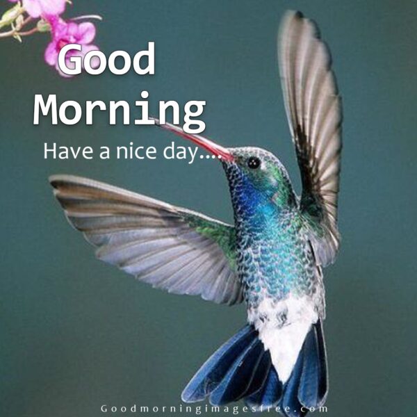 Cute Good Morning Birds Images With Wishes