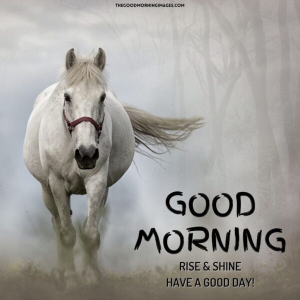 Fantastic Morning Horse