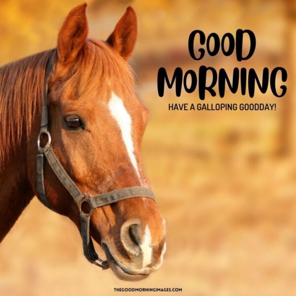 Fantastic Morning Horse Image