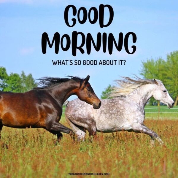 Fantastic Morning Horse Photo