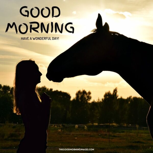 Fantastic Morning Horse Picture