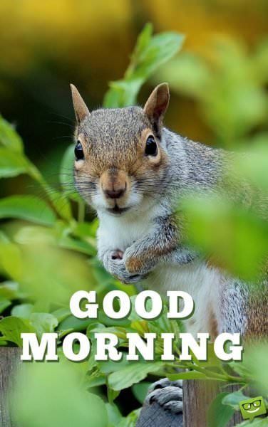 Fantastic Squirrel Good Morning
