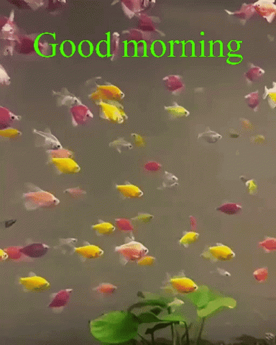 Good Morning Aquarium Fish