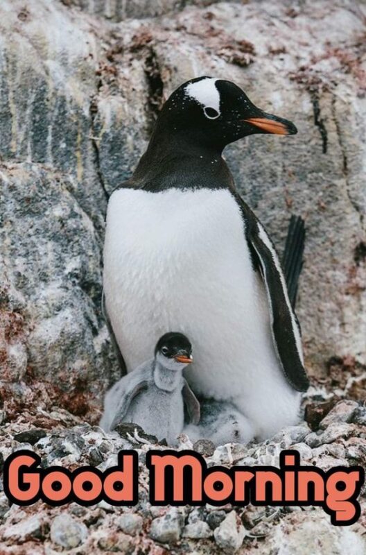 Good Morning Awesome Penguin Photo