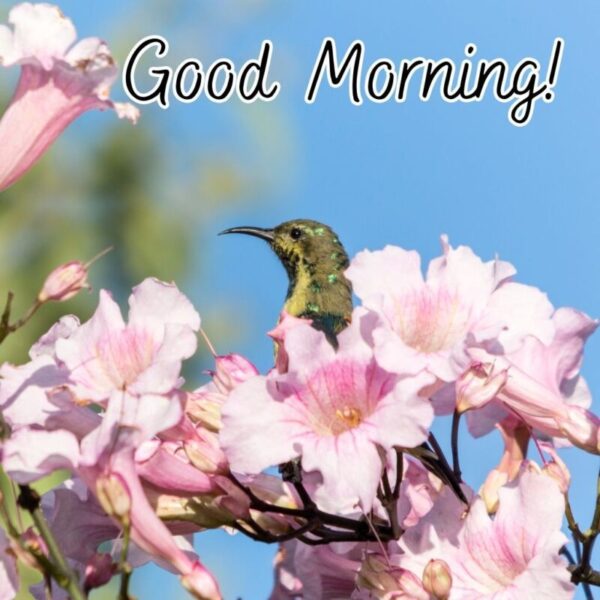 Good Morning Beautiful Bird