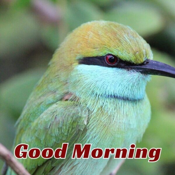 Good Morning Beautiful Bird Image