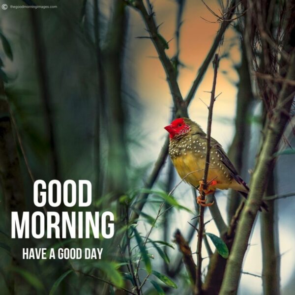 Good Morning Beautiful Birds