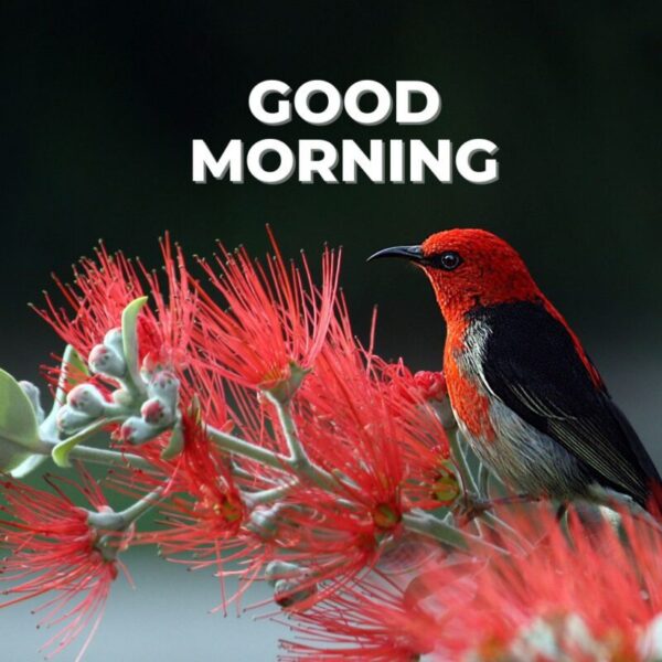 Good Morning Beautiful Birds Photo