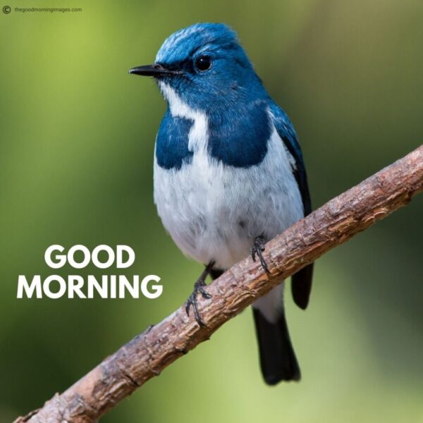 Good Morning Beautiful Birds Picture