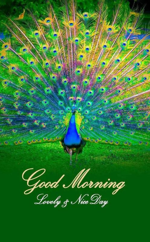 Good Morning Beautiful Peacock Picture
