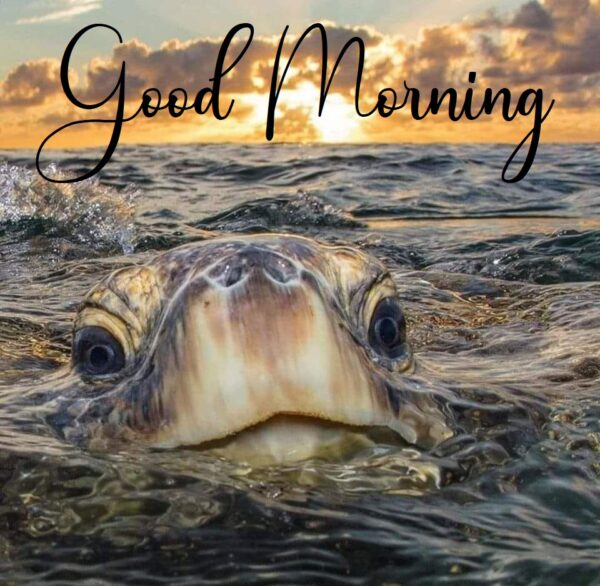 Good Morning Beautiful Turtle Image