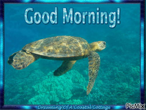 Good Morning Beautiful Turtle