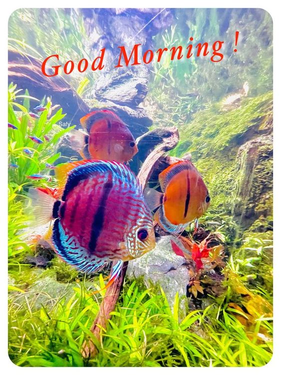 Good Morning Colorful Fish