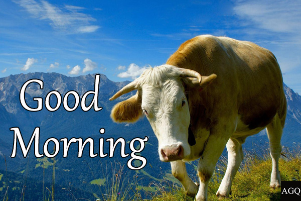 Good Morning Cow Best Images