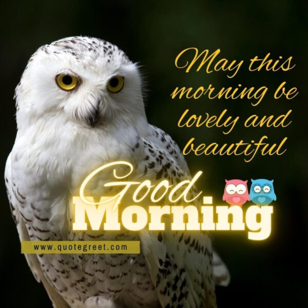 Good Morning Cute Owl Bird