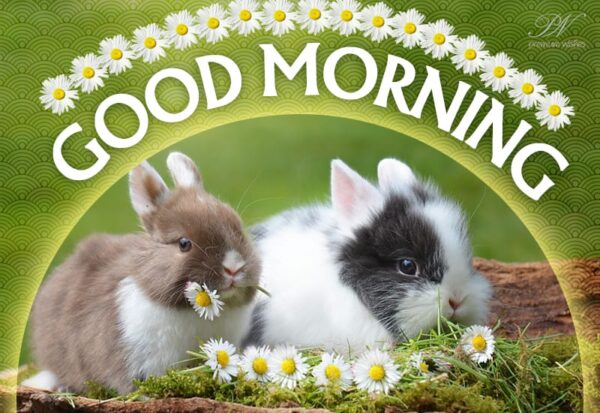 Good Morning Cute Rabbit Pic