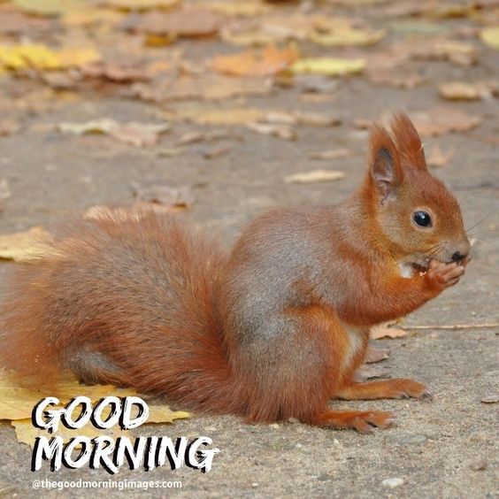 Good Morning Cute Squirrel Photo