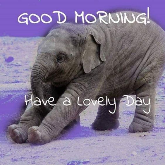 Good Morning Elephant Have A Lovely Day