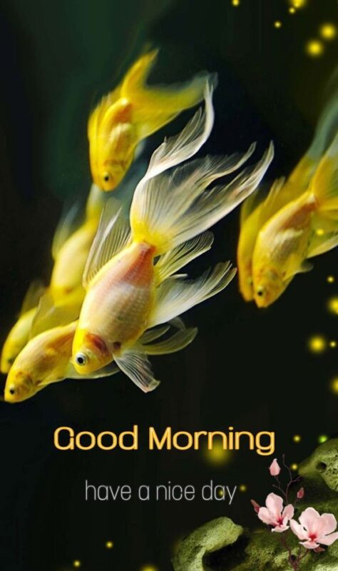 Good Morning Fish Have A Nice Day