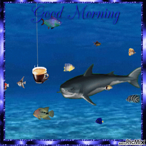 Good Morning Fish Shark
