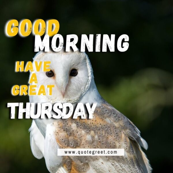 Good Morning Happy Thrusday Cute Owl Sitting On Tree Branch Nature Bird Cute White Face