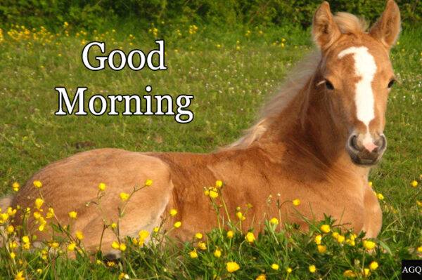 Good Morning Horse Images Free