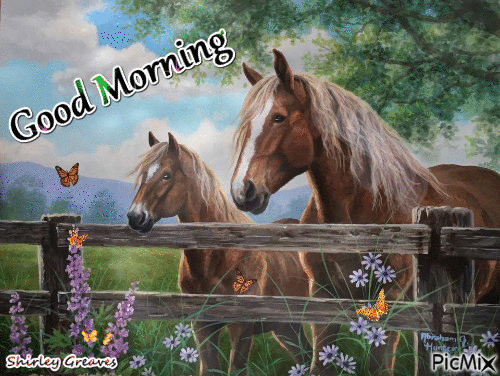 Good Morning Horse Photo