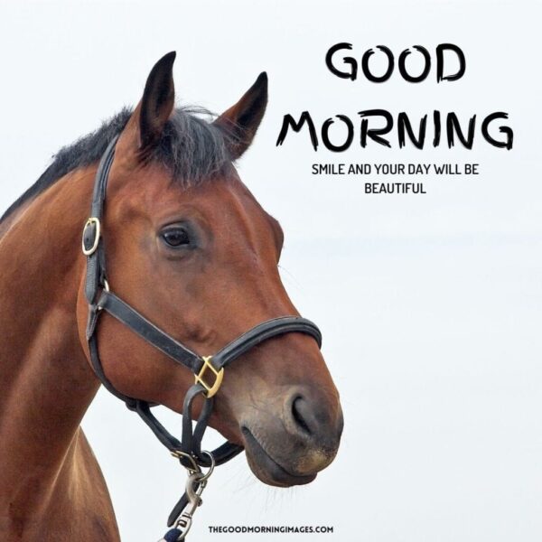 Good Morning Horse Smile At Your Day
