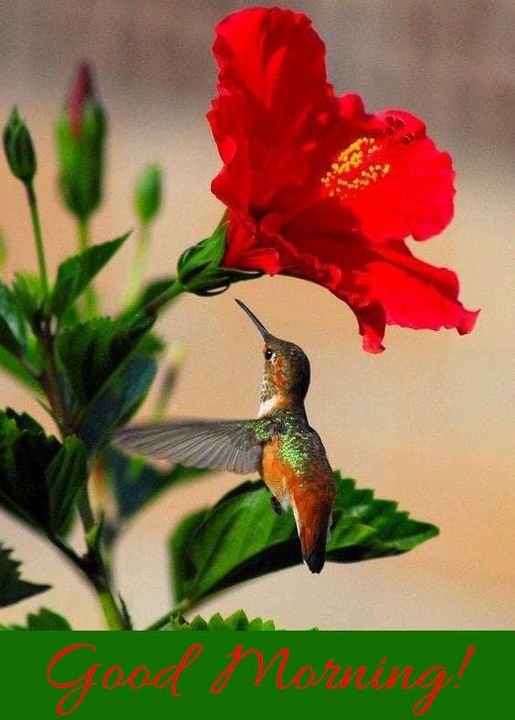 Good Morning Hummingbird Picture