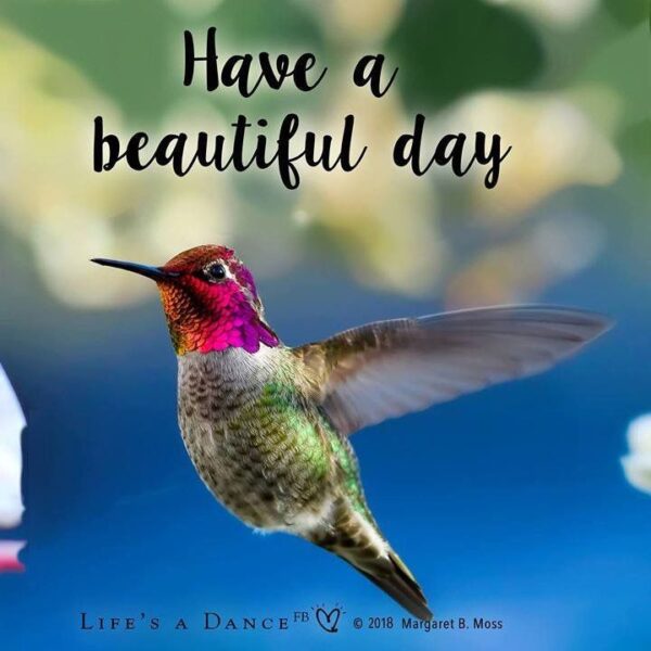 Good Morning Hummingbird Have A Beautiful Day