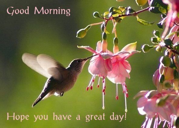 Good Morning Hummingbird Have A Great Day